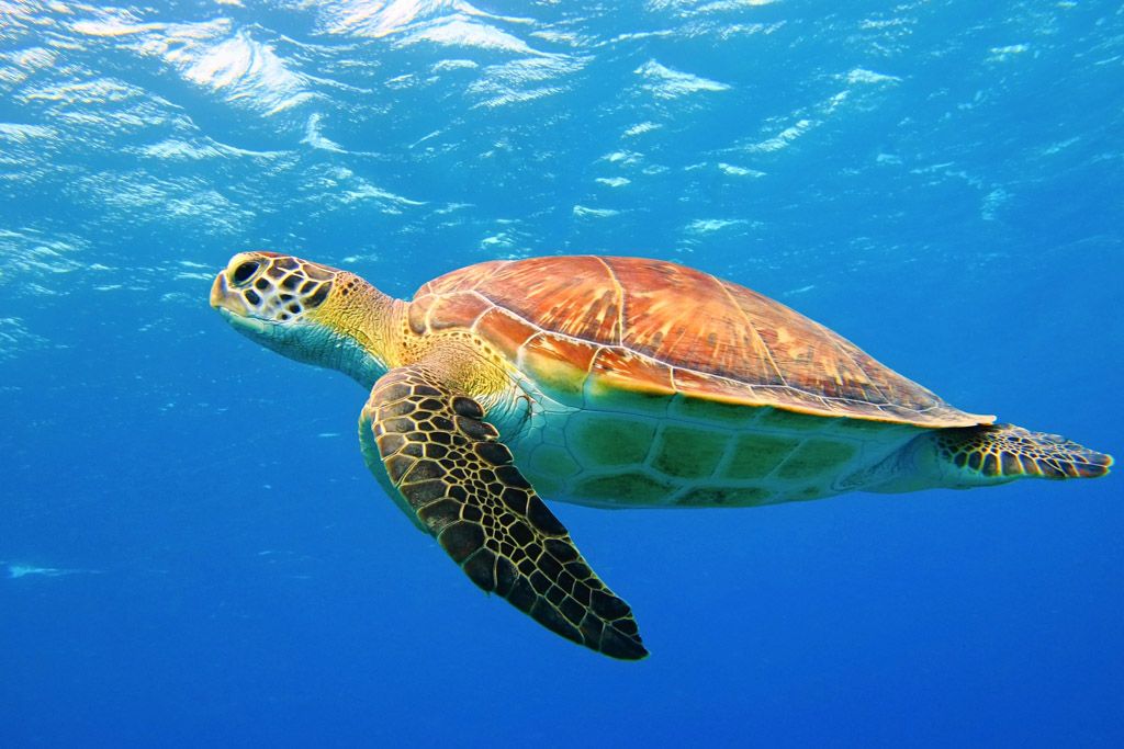 Caretta caretta - morska kornjača