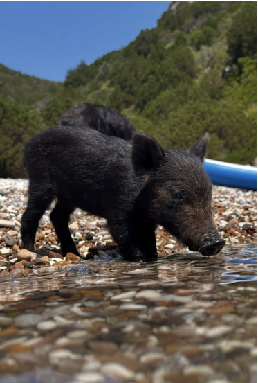 Divlje svinje na plaži Atokosa