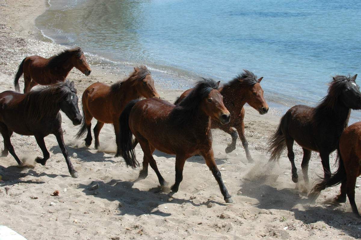 Skirski konji na plaži